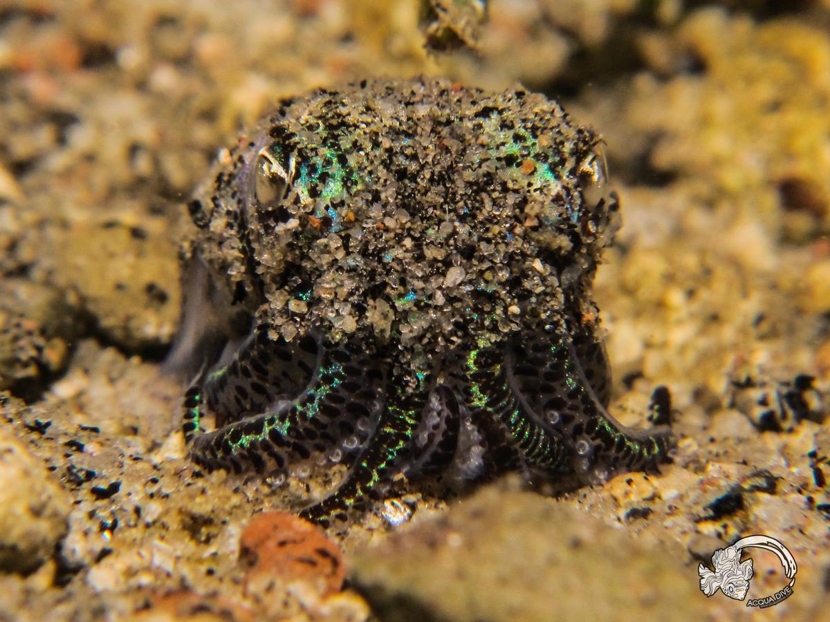 Acqua Dive Panzió Zamboanguita  Kültér fotó