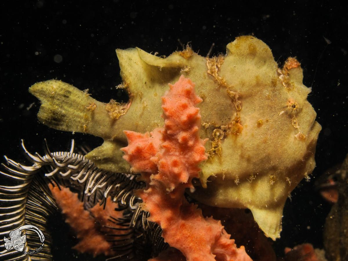 Acqua Dive Panzió Zamboanguita  Kültér fotó
