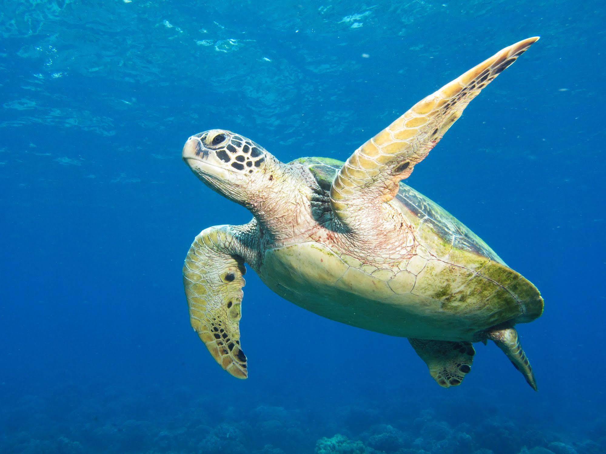 Acqua Dive Panzió Zamboanguita  Kültér fotó